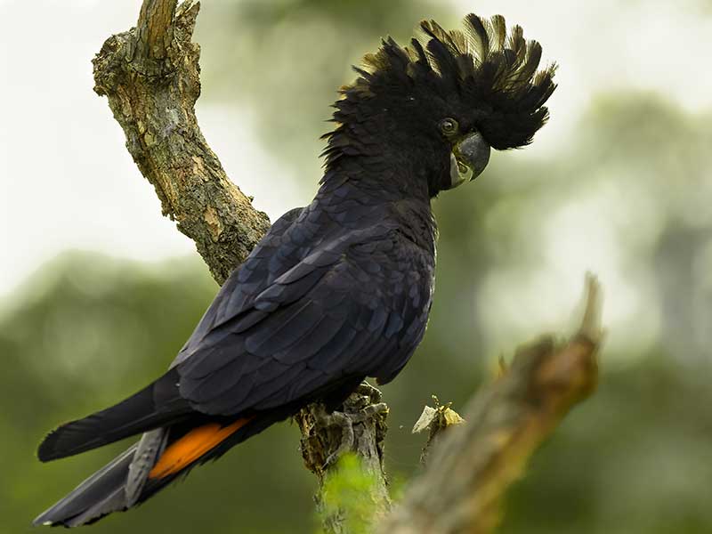 bird sitting on tree branch